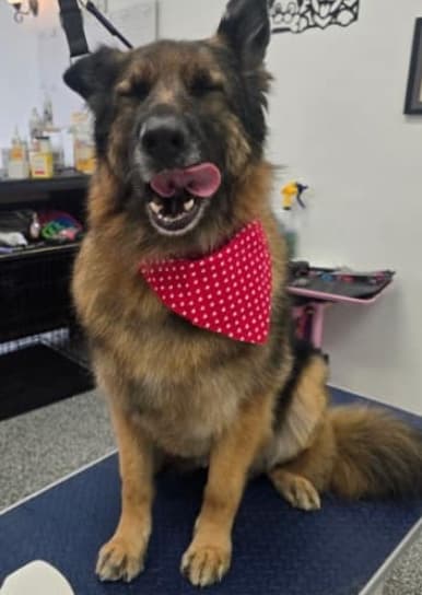 Groomed dog at American Puppy