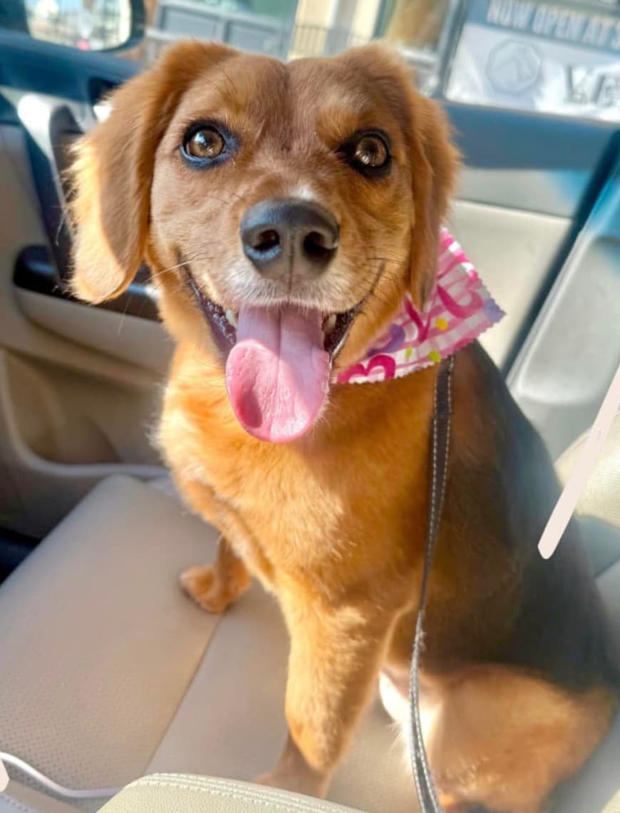 Groomed dog at American Puppy