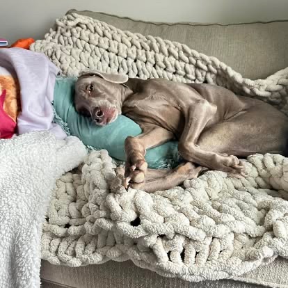 Belle the Weimaraner