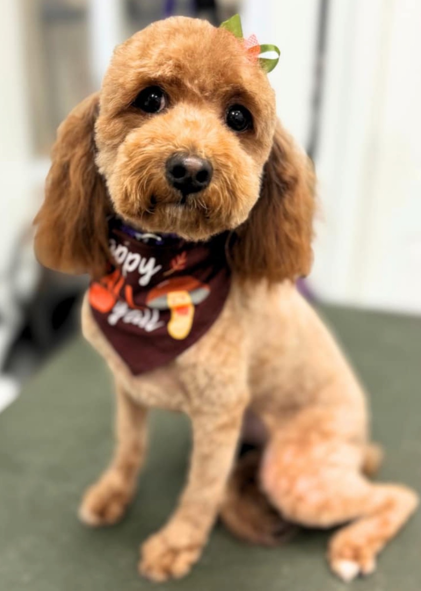 Groomed dog at American Puppy