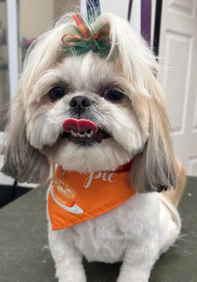 Groomed dog at American Puppy