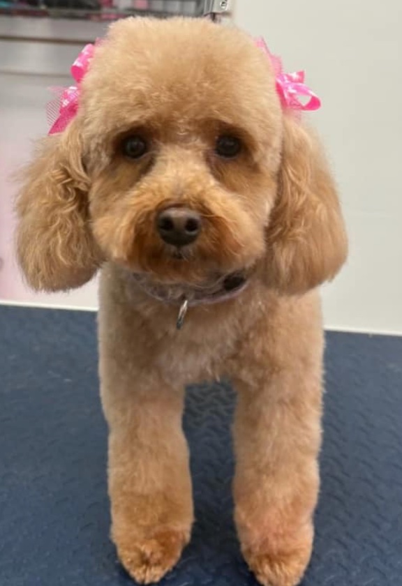 Groomed dog at American Puppy