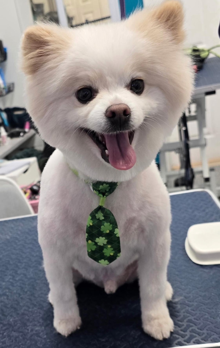 Groomed dog at American Puppy